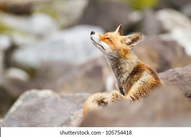 red fox
