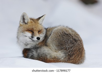 Red fox