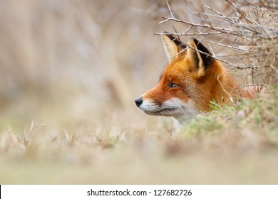 キツネ狩り Images Stock Photos Vectors Shutterstock