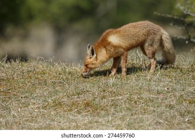 Red fox 