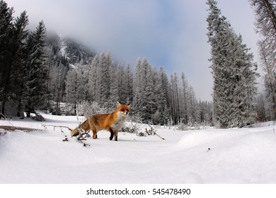 red fox