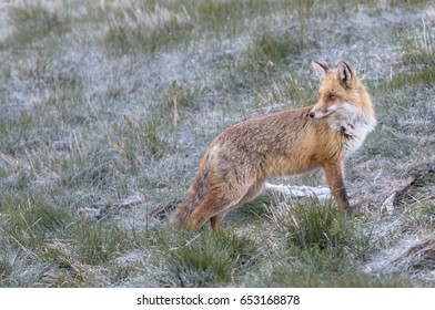 Red fox