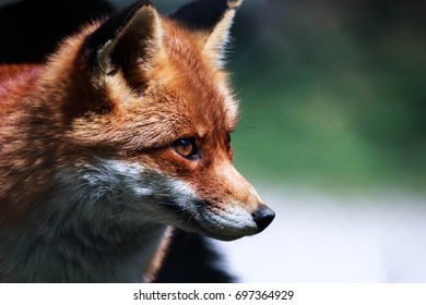 Red fox