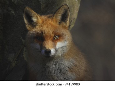 red fox - Powered by Shutterstock