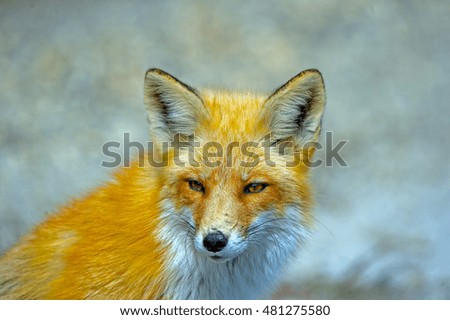 Similar – Image, Stock Photo European Red Fox