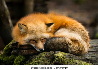 Red Fox Animal - Shutterstock ID 789993919