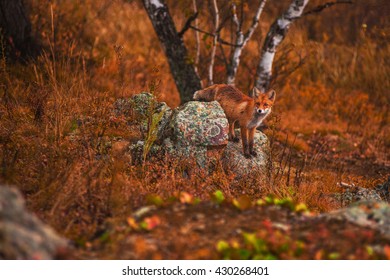 Red Fox In Autumn Taiga