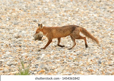 Red Fox With A Baby Rabbit As Prey. Sussex, England, UK. 