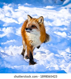 Red Fox In Blue Winter Snow