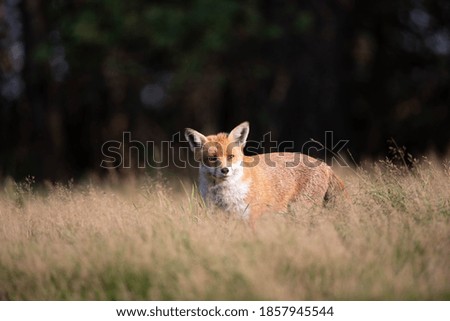 Similar – Europäischer Rotfuchs