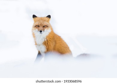 Renard Roux High Res Stock Images Shutterstock