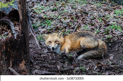 Red Fox Canine Caught By Trapper In Live Trap. Wildlife Trapped In Foothold Trap. Management And Recreational Sport Activity Of Animal Hunting And Trapping. 