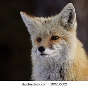 Red Fox Cascade Mountains Subspecies Gorgeous Stock Photo 109206002 ...