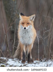 Red Fox In The City Park