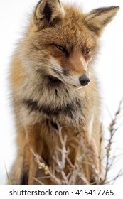 Red Fox Close Up