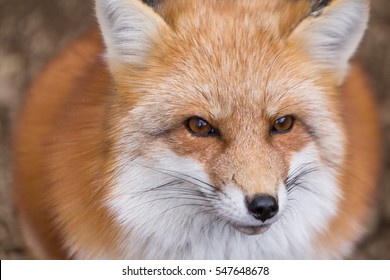 Red Fox Close Up