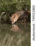 red fox close up portrait with reflection in grass near pond