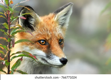 Red Fox Close Up, Vulpes Vulpes Eyes, Portrait Of Red Fox.