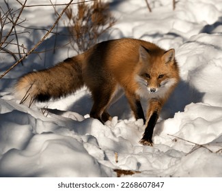 Red fox close-up, foraging in the winter season in its environment and habitat with blur snow background displaying bushy fox tail, fur. Image. Picture. Portrait. Fox Stock Photo.