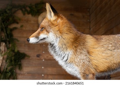 742 Fox Side Face Images, Stock Photos & Vectors | Shutterstock