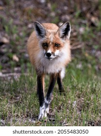 Red Fox Close-up Profile Front View In The Springtime In Its Environment And Habitat With A Blur Background And Looking At Camera. Fox Image. Picture. Portrait. Photo.