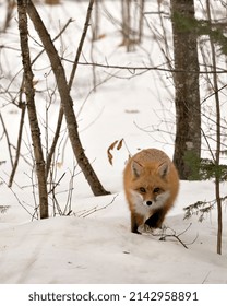 Red Fox Close-up Profile Front View In The Winter Season In Its Environment And Habitat With Blur Snow Background.  Fox Image. Picture. Portrait. Fox Stock Photo.