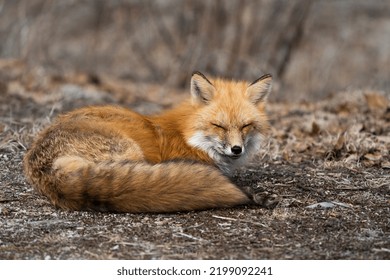 Red fox close-up profile view resting with close eyes in the springtime displaying fox tail, fur, in its environment and habitat with a blur background. Fox Image. Picture. Portrait. Photo.