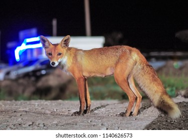 Red Fox Comes To The City At Night