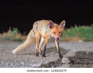 Red Fox Comes To The City At Night