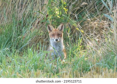 Red Fox, Common Fox Vulpes Vulpes