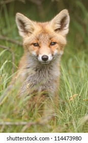 Red Fox Cub