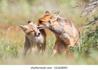 red fox with cub - Shutterstock ID 121628491