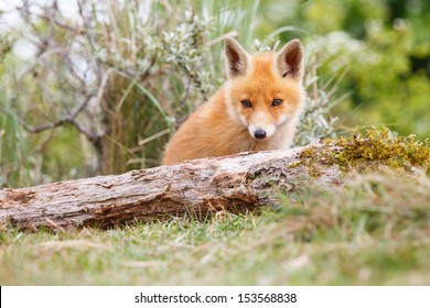 Red Fox Cub