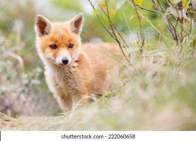 Baby Red Fox Images Stock Photos Vectors Shutterstock