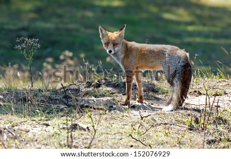 Similar – Red Fox Science & Research