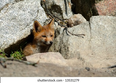 A Red Fox Cub Coming Out Of Its Den