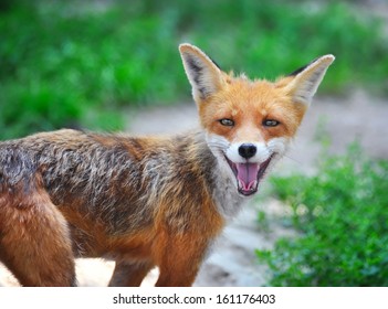 Red Fox Cub In Grass. The Animal Smiles