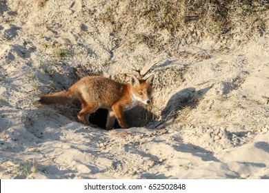 Red Fox Cub Leaving The Den