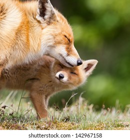 Red Fox Cub And Mother.