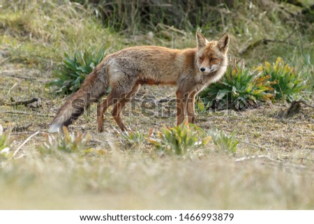 Similar – Red Fox Science & Research