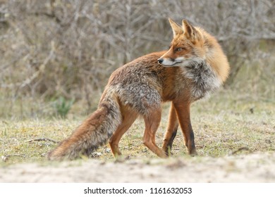 Red fox cub in nature on a springday - Shutterstock ID 1161632053