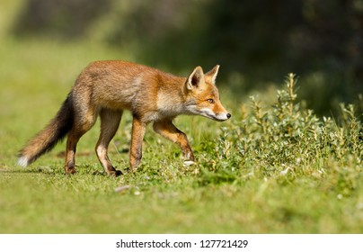 Baby Red Fox Images Stock Photos Vectors Shutterstock