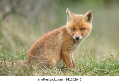 Red Fox Cubs Cuddling Stock Photo (Edit Now) 144750847