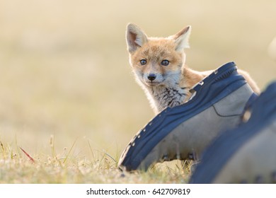 red fox shoes