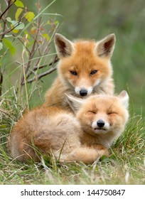 Red Fox Cubs Cuddling