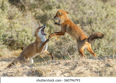 Baby Red Fox Images Stock Photos Vectors Shutterstock