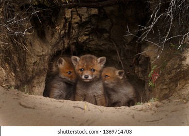 Red fox cubs first time out of the den