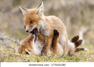 Red fox cubs in nature 