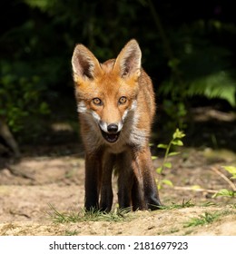 Red Fox Cubs In Scotland