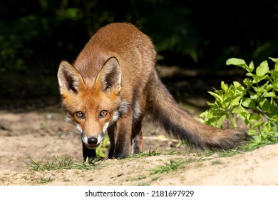 Red Fox Cubs In Scotland